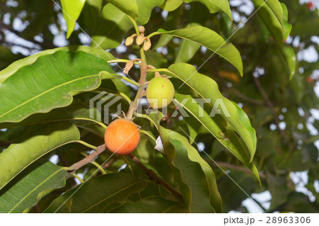 bullet wood fruit on the tree (Mimusops elengi L.) 28963306