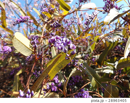 つる性の紫色の花はハーデンベルギアの写真素材