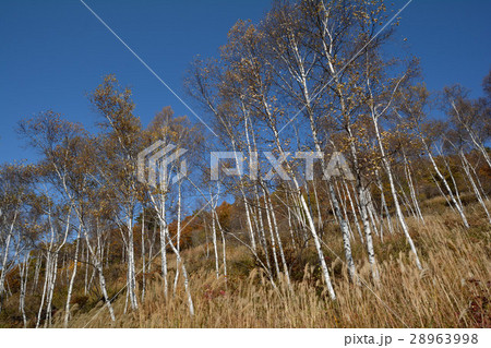 富士見高原へ行きました　＃34 28963998