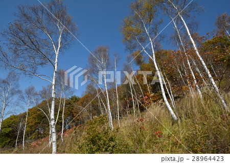 富士見高原へ行きました #40 富士見高原へ行きました #40 28964423