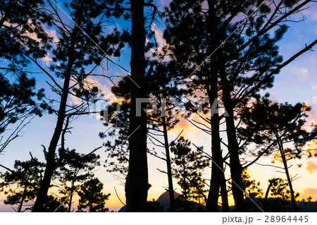 Colorful sunset sky with pine tree on mountain Colorful sunset sky with pine tree on mountain 28964445