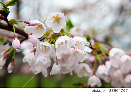 雨に濡れる桜 28964797