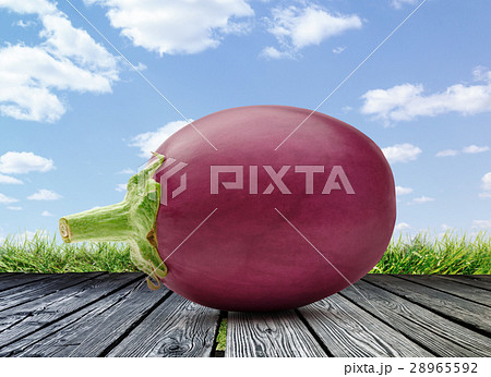 One fresh eggplant One fresh eggplant 28965592