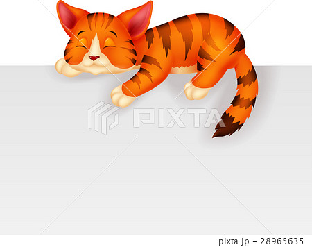 Cute cat sleeping 28965635