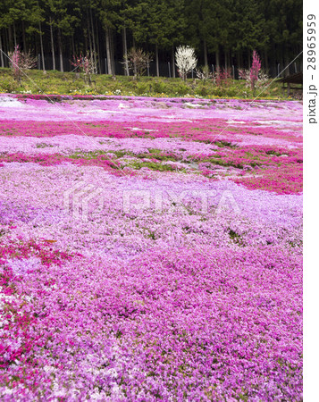 芝桜 28965959
