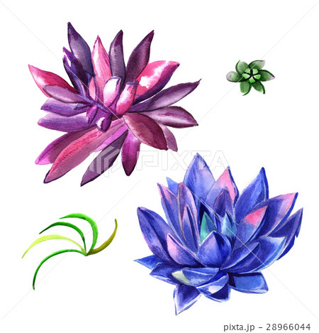 Wildflower succulentus flower in a watercolor 28966044