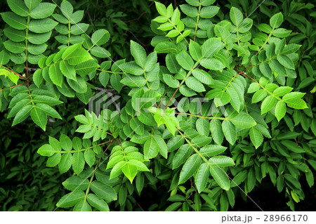 初夏のヌルデの葉 那須塩原市 初夏のヌルデの葉 那須塩原市 28966170
