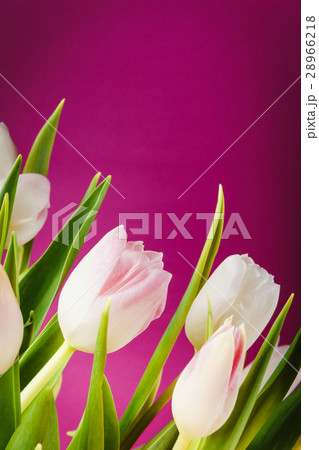 bouquet of tulips on a pink background bouquet of tulips on a pink background 28966218