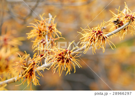 マンサク 28966297