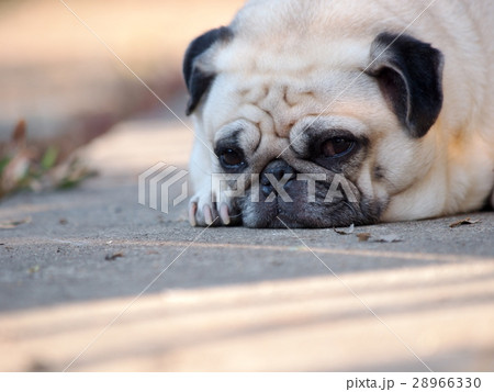 lovely cute white fat pug dog laying on the floor lovely cute white fat pug dog laying on the floor 28966330