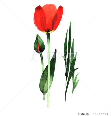 Wildflower tulip flower in a watercolor style Wildflower tulip flower in a watercolor style 28966791