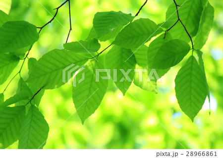 新緑の葉（ブナ） 28966861