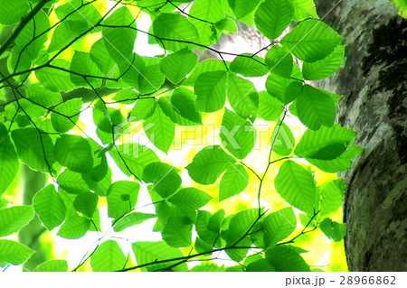 新緑の葉（ブナ） 28966862
