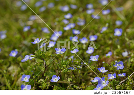 すべての美しい花の画像 新着雑草 青い 花