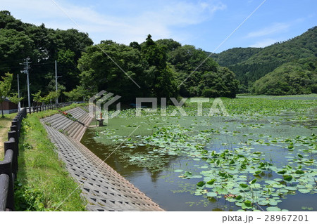 ラムサール条約登録地 大山上池・大山下池 28967201