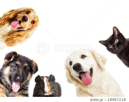 set pet peeping on a white background set pet peeping on a white background 28967218