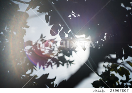 フレアを浴びるオレンジの木 28967807