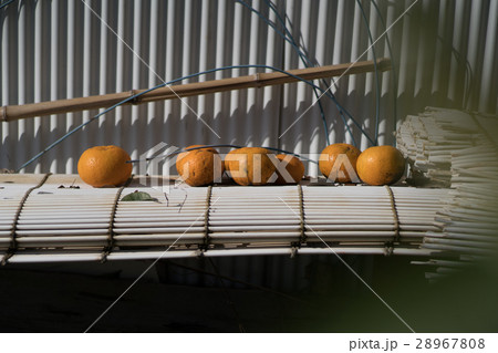 農村のみかん 28967808