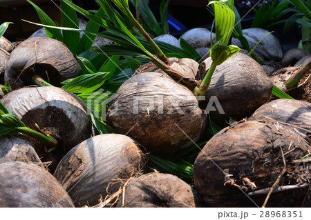 Sprout of coconut tree 28968351
