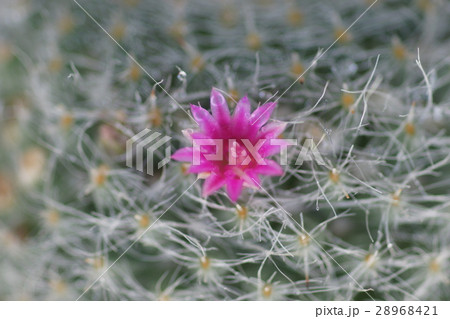 サボテン さぼてん 仙人掌 28968421