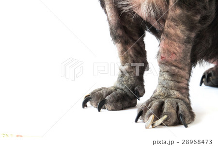 Closeup legs of dog sick leprosy skin problem Closeup legs of dog sick leprosy skin problem 28968473