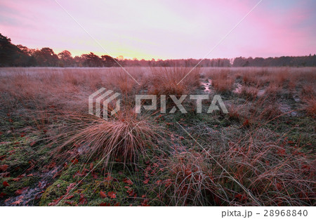 purple frosty sunrise over marsh 28968840
