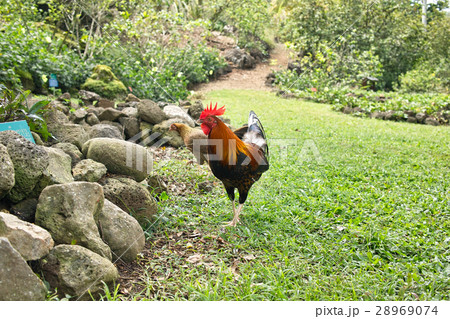 公園で放し飼いのニワトリ ハワイ、オアフ、ノースショア 公園で放し飼いのニワトリ ハワイ、オアフ、ノースショア 28969074