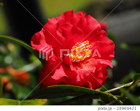 美しい椿 美しい椿 28969421