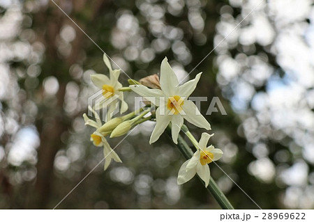 野の花「野生の水仙」淀川河川敷:大阪府枚方市 野の花「野生の水仙」淀川河川敷:大阪府枚方市 28969622
