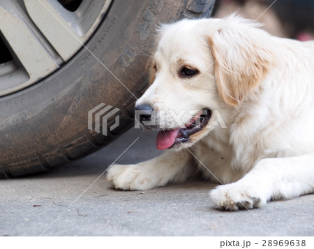 dog laying on garage floor under large car vehicle 28969638