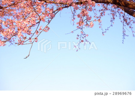 河津桜 28969676