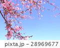 河津桜 28969677
