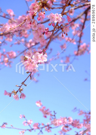 河津桜 28969678