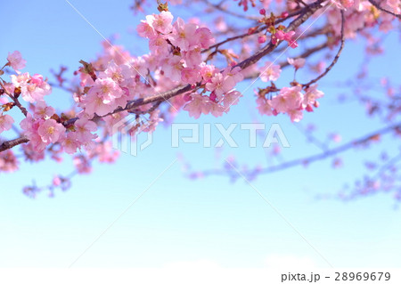 河津桜 28969679