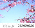 河津桜 28969680