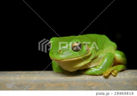 イエアメガエル 28969819