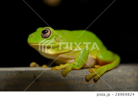 イエアメガエル イエアメガエル 28969824