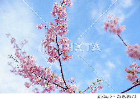 椿寒桜 明石海峡公園 椿寒桜 明石海峡公園 28969873