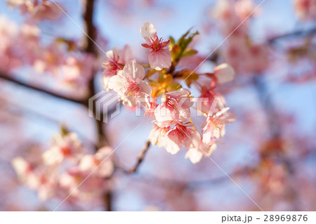 椿寒桜 明石海峡公園 椿寒桜 明石海峡公園 28969876