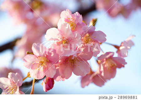 椿寒桜　明石海峡公園 28969881