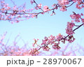河津桜 28970067