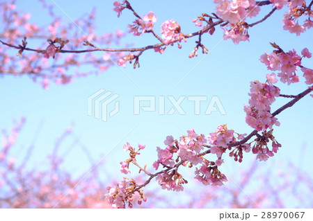 河津桜 28970067