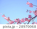 河津桜 28970068