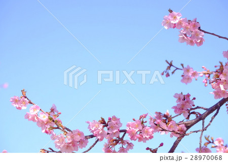 河津桜 28970068