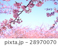 河津桜 28970070