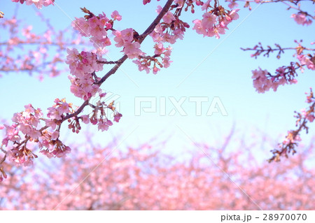 河津桜 28970070