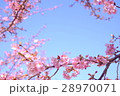河津桜 28970071