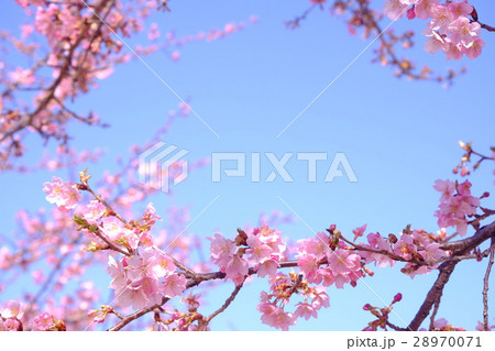 河津桜 28970071