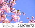 河津桜とめじろ 28970072