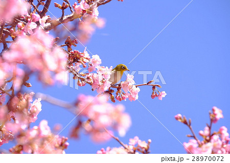 河津桜とめじろ 28970072